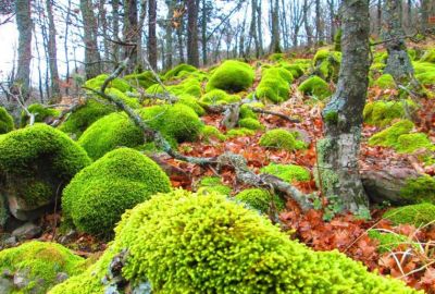 KAZDAĞLARI AYVALIK CUNDA TURU